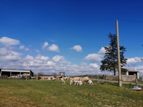 les moutons de l'Allier lors d'une randonnée