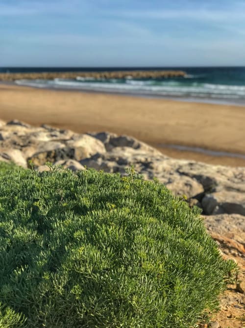 Vue côtière avec végétation verdoyante, rochers et plage de sable à Orval Et Sens, Orvault