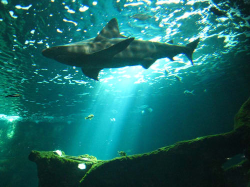 Aquarium de La Rochelle