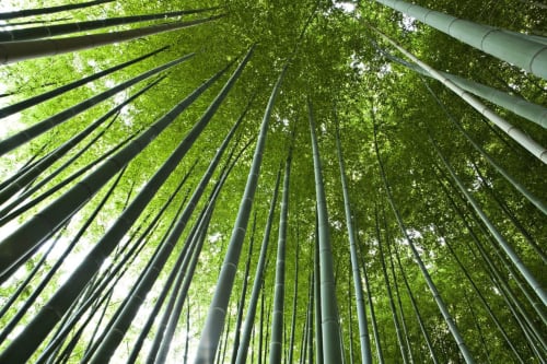 Bambouzeriae - forêt dans le Gard - La Ribeyrette