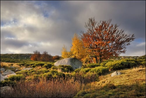 Mont Lozère - Tourisme Gard - La Ribeyrette