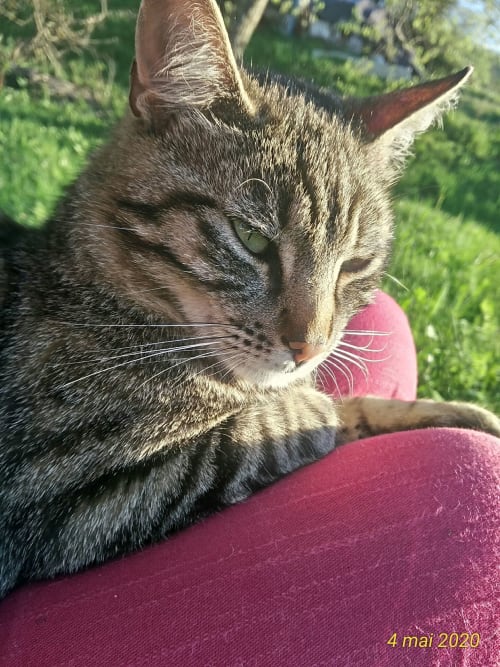 chat Mezenc chambres d'hôtes calme nature estables