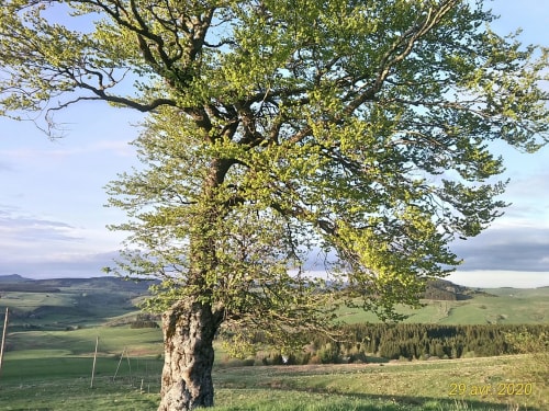 Maison d'hôtes Mezenc Estables Nature calme ressourcement