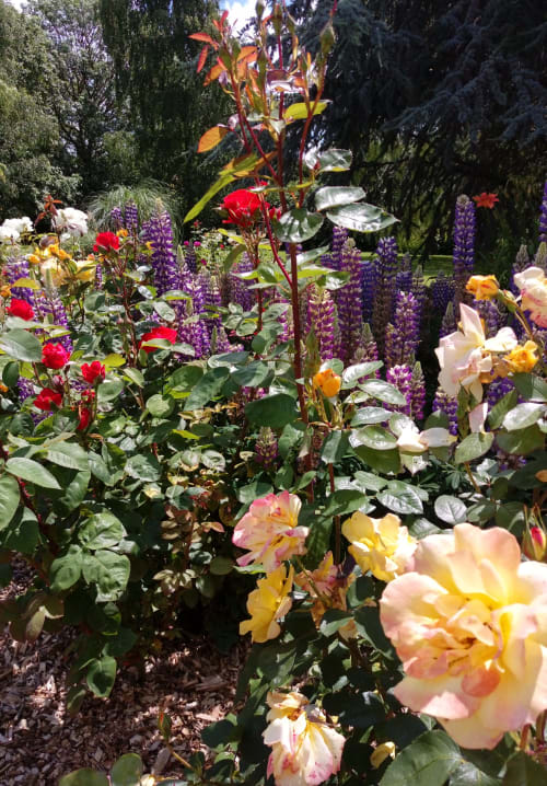 fleurs - visiter la baie de somme