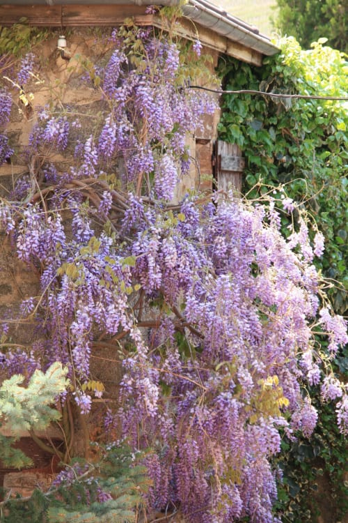 jardin et fleur - location de gîte - lyon