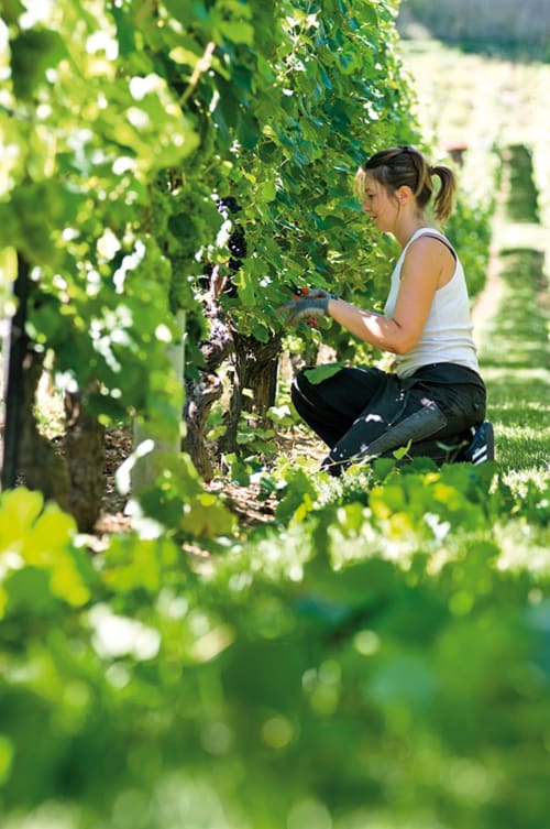 raisons récoltés à la main en lorraine - domaine viticole agriculture biologique
