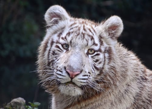 “Touroparc”, à Romanèche-Thorins - zoo