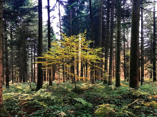forest walk - Le clos des Artistes