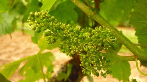 vignoble en lorraine - domaine viticole lorraine - Domaine les béliers