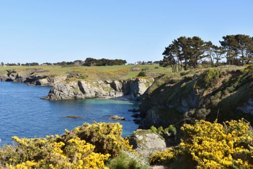 Les ajoncs, le printemps et Belle île. Location aux maisons de Kerdavid'île en séjour randonnée