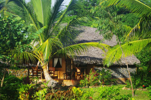 Palm tree - Sainte Marie Island - Madagascar - Samaria Hotel - Bungalow for rent