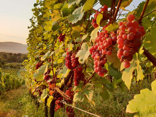 Grappe de raisin rouge bio sur vignes - domaine les béliers - 