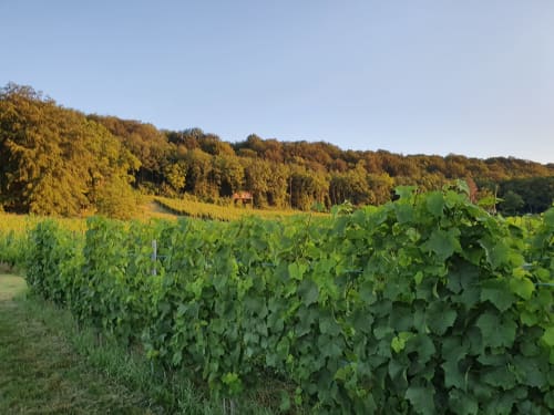 Vignes,  vue sur la cabane et la forêt- Domaine les béliers - moselle- ancy dornot