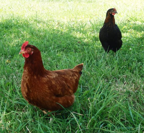 Poules au sein du Domaine Joseph Lafarge