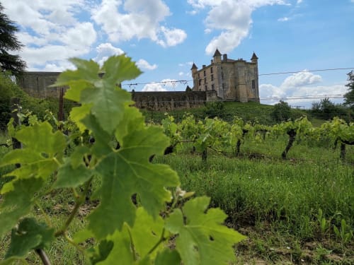 Vigne Saint Emilion