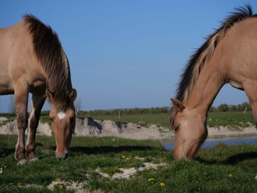 animaux en Baie de Somme - maison avec chevaux - La Vieille Ecluse