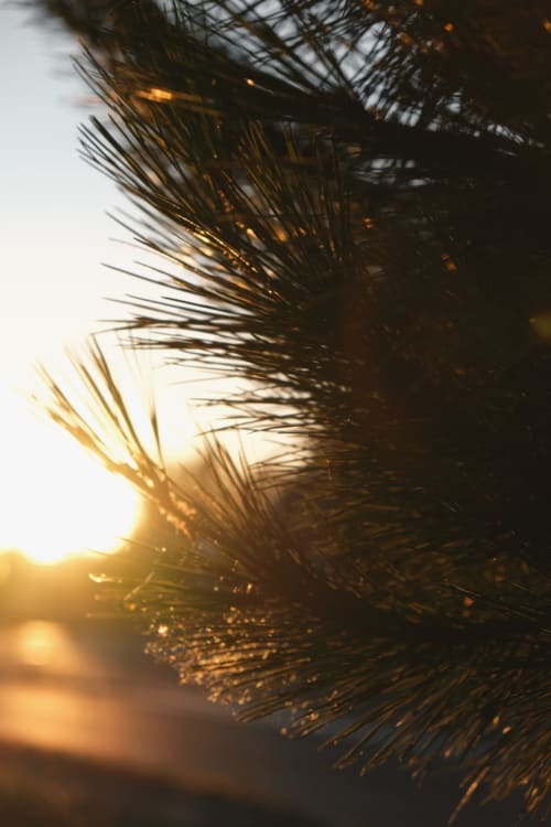 pin - nature en Charente Maritime - explorer - À l'orée du bois