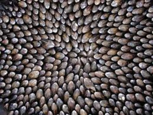 manger une éclade - repas typique - Charente Maritime - À l'orée du bois