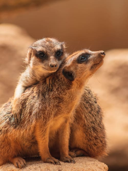 Le zoo de la Palmyre - zoo en france - animaux - À l'orée du bois