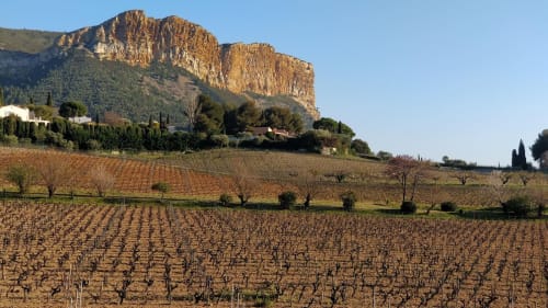 Le Vignoble Cassidain - Vin blanc de Cassis - Vignes - Le Rade Cassis 