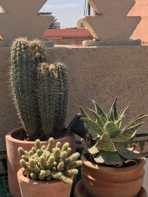 cactus - terrace of Riad le clos des arts - Marrakech