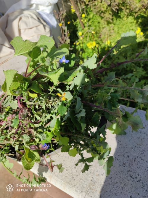 Stella del Sud Guesthouse -  Patù, San Gregorio, Lecce, Puglia