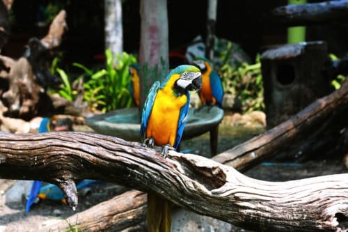 Perroquet bleu et jaune posé sur une branche - zoo d'amnéville 
