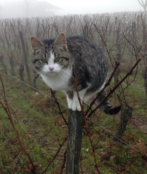 Muscat le chat du domaine joseph lafarge | Lugny