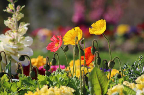 Colorful poppy garden with yellow, red and pink blooms at Espace Ker Gana, a charming bed and breakfast in Plourin, France