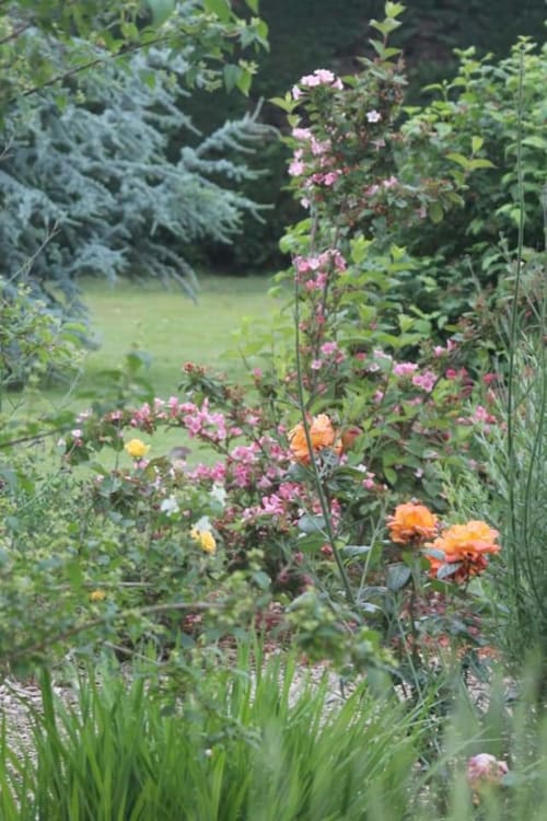 les fleurs du jardin de l'orée du bois pour vous apaiser et vous appoter le calme