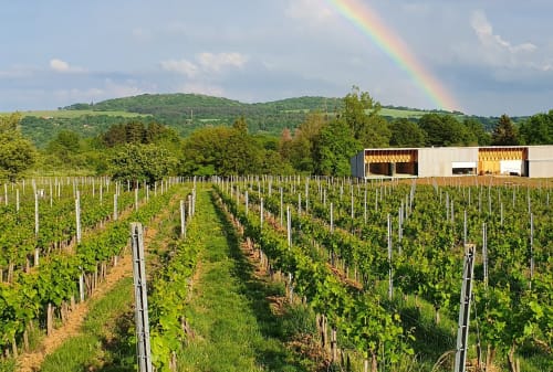 visite vignoble en lorraine porche Metz - Le Domaine les Béliers