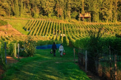 Vue sur les vignes pendant les vendanges - cabane lieu insolite moselle - domaine les béliers