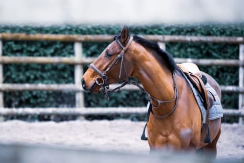équitation à bayeux - chambre d'hôtes le castel