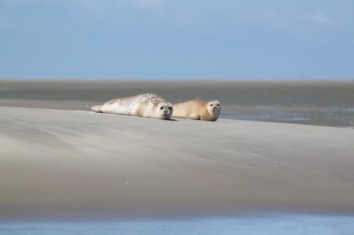 Robben in der Bucht von Somme - Robbenbucht - Aktivitäten in der Nähe des Château des Lumières