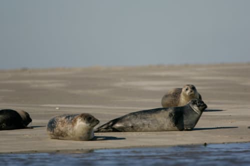 Pointe du Hourdel - Le Hourdel - Cayeux - Seehunde