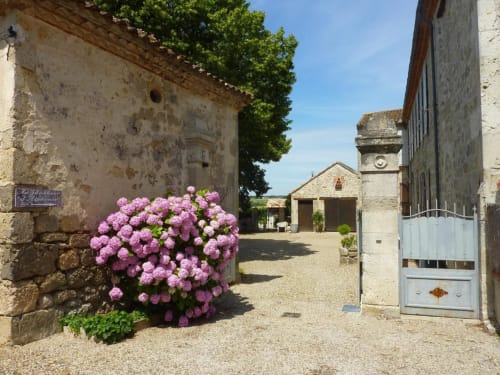 Les hortensias ont toujours été là