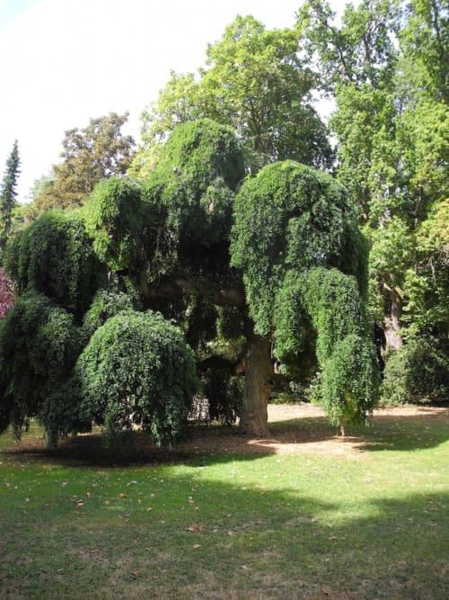 Weeping willow tree with cascading green foliage in the gardens of Le château d'Hermonville, a charming bed and breakfast in