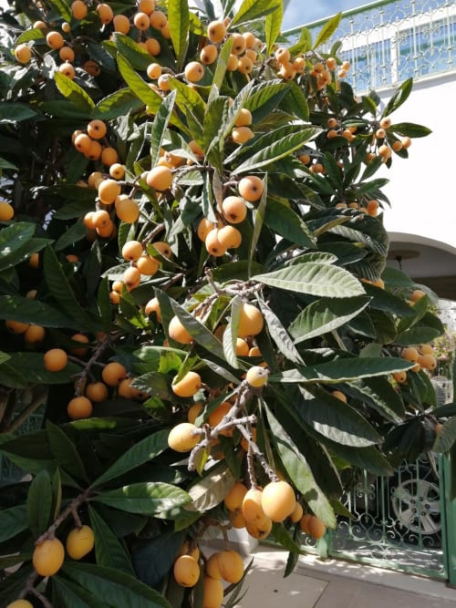 Dar El Yasmine's medlar tree always generous