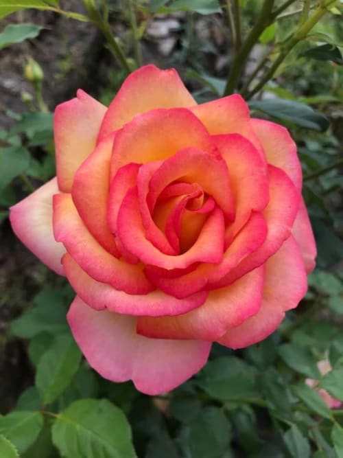 Les Roses de Terra Théa