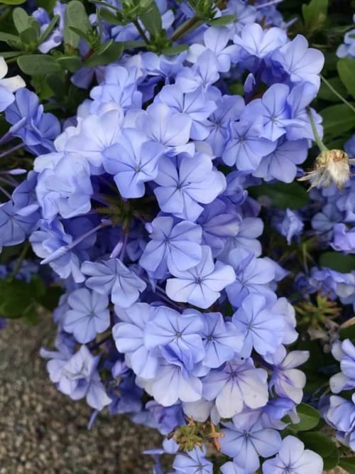 Les fleurs de Terra Théa