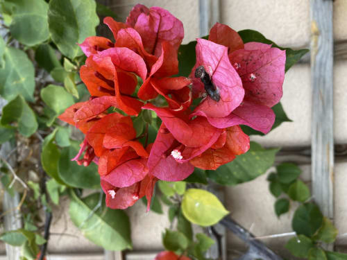 Bougainvillier et Corse