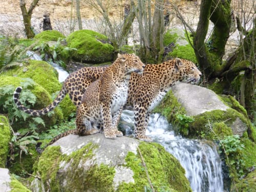 Zoológico de Doué: alójate en el castillo Airvault