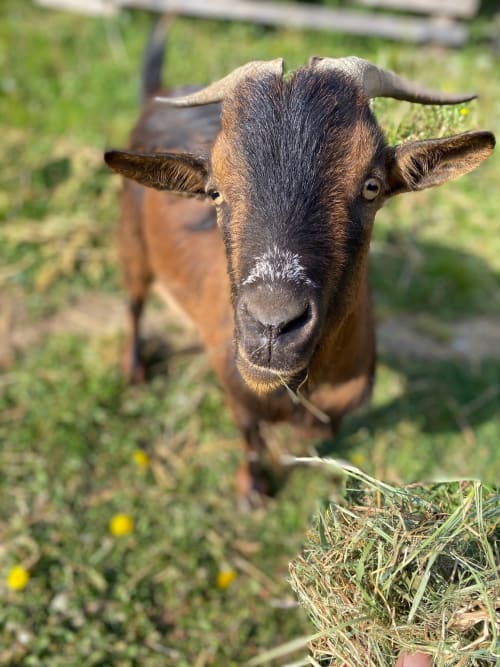 Koziol le bouc - Les Chambres de Napoleon