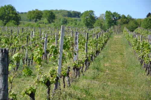 Vignes AOP Cahors - randonnées dans la vallée du Lot - Domaine le Mathi. 