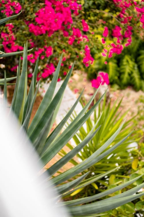 flowers and sea - visit the Antilles