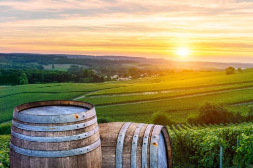 Vineyards - sunset - Vignes en Champagnes - Épernay - Bed and Breakfast 