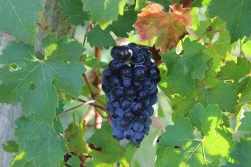 The Champagne vineyard - Vineyards Épernay - Marne - Champagne - Guest house nearby 