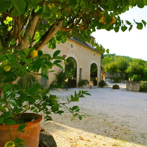 citronnier - Manoir Le Roc - gîte Périgord