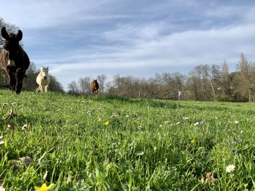 parc avec chevaux - location Périgord 
