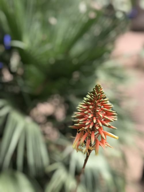 fleurs du jardin - séjour le clos des arts Maroc 